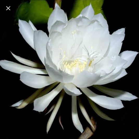 Epiphyllum White