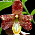 Esmeralda cathcartii