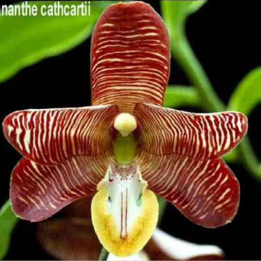 Esmeralda cathcartii