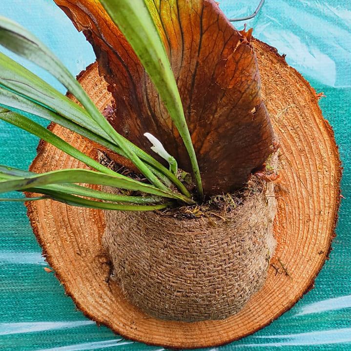 Exotic Staghorn on Pine Mounted