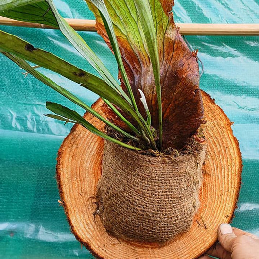 Exotic Staghorn on Pine Mounted
