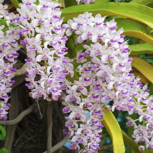 Foxtail Orchid (Rhynchostylis retusa)