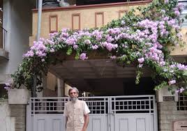 Rang-E-Raaz Vine with purple bell-shaped garlic flowers blooming on a lush green creeper – exclusive live plant from Ashiyana Store