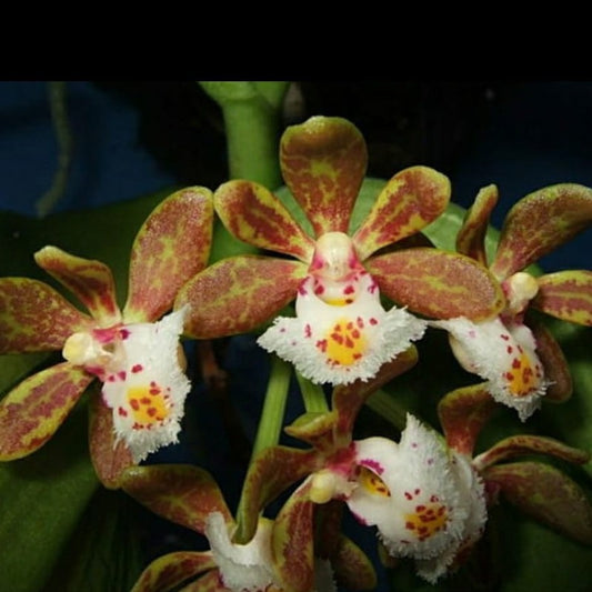 Gastrochilus acutifolius