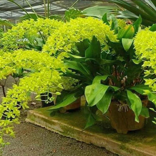 Grammatophyllum scriptum var. citrinum