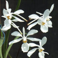 Holcoglossum subulifolium