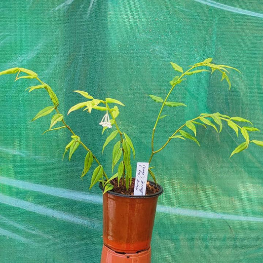Hoya bella Long Leaves