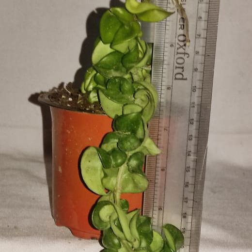 Hoya carnosa compacta (Hindu Rope)