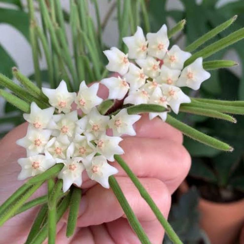 Hoya linearis