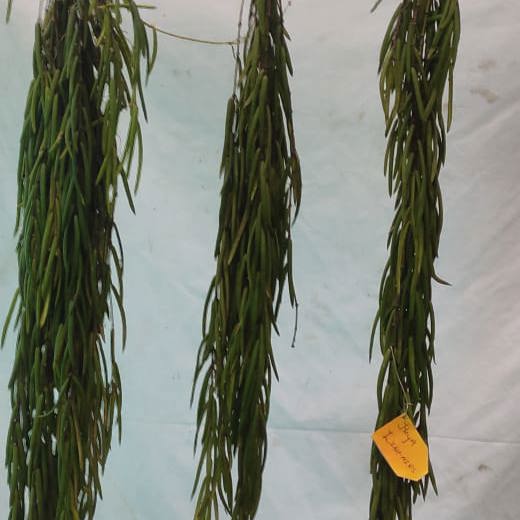 Hoya linearis