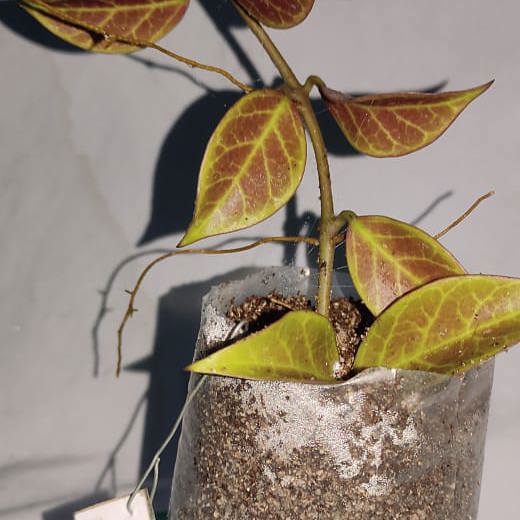 Hoya obscura ‘Sunrise’