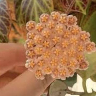 Hoya obscura ‘Sunrise’