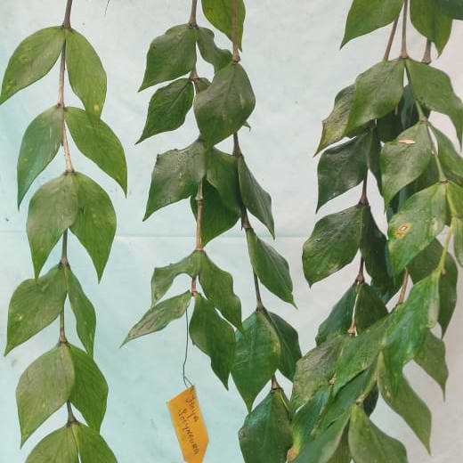 Hoya polyneura