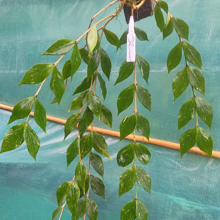 Hoya polyneura