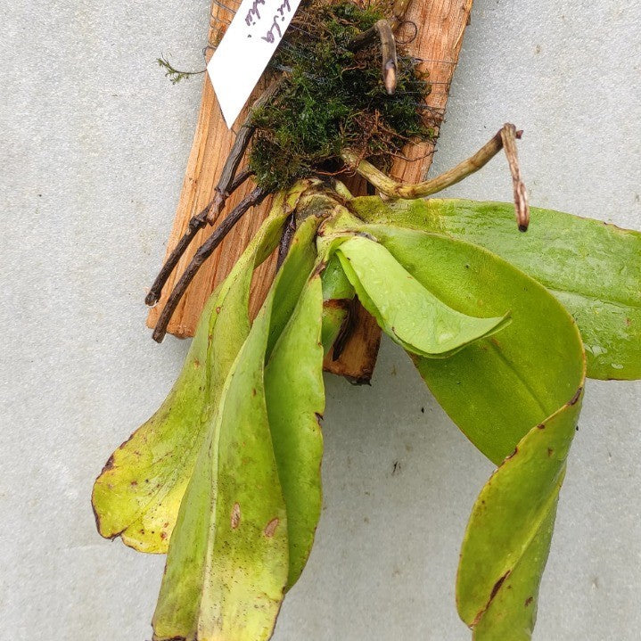 Hygrochilus parishii