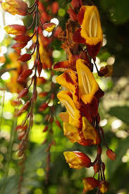 Thunbergia Mysorensis Creeper | Mysore Trumpet Vine | Hanging Flower Plant
