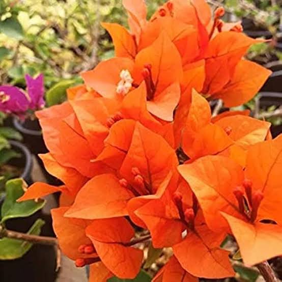Bougainvillea Plant Orange flower