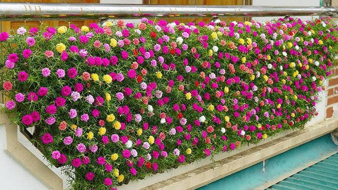 table rose plant indoor Table rose 100 cutting (Portulaca) – ASHIYANA STORE