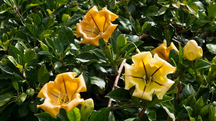 Solandra plant