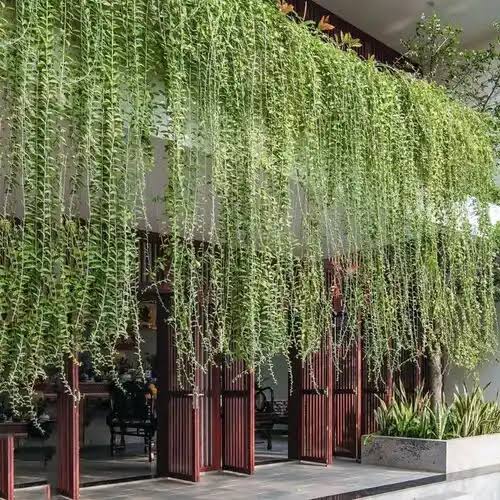 Curtain creeper vine flowering creeper plant for Indian garden by Ashiyana Store
