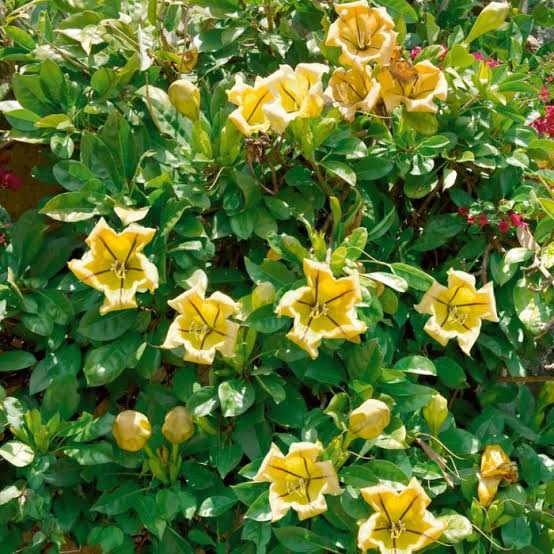 Solandra plant