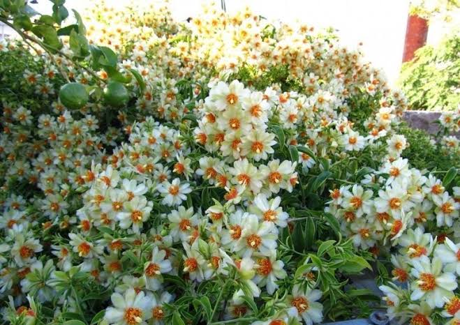 Fresh and vibrant Rang-E-Zest Vine plant with bright green leaves and citrus aroma – Ashiyana Store exclusive.