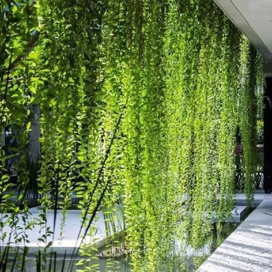 Curtain creeper vine flowering creeper plant for Indian garden by Ashiyana Store