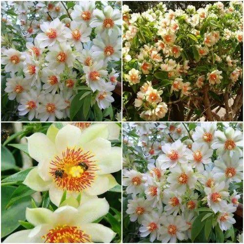 Lemon Vine Plant | Citrus Flowering Climber for Balcony & Trellis