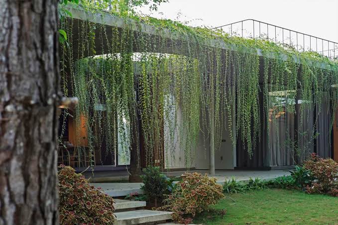 Curtain creeper vine flowering creeper plant for Indian garden by Ashiyana Store