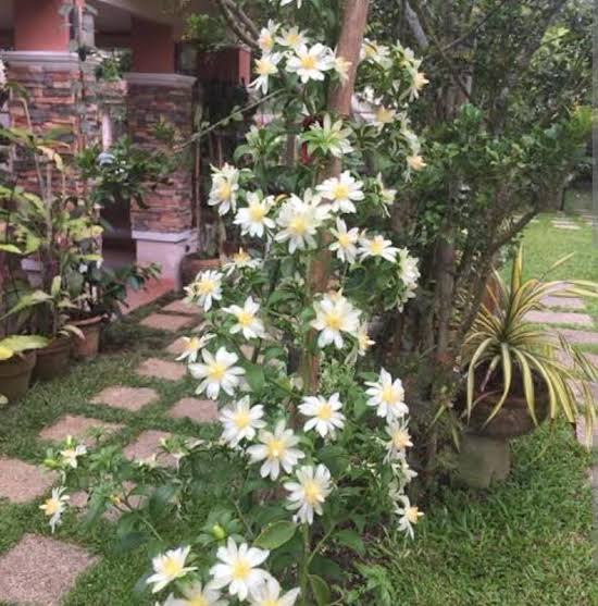 Ashiyana Rang-E-Taazgi Sfurti Vine – vibrant green citrus-scented climbing lemon plant, fresh-smelling vine for balcony gardens, fences, and herbal home décor.