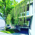 Curtain Creeper Vine | Parda Bel for Fences & Green Walls