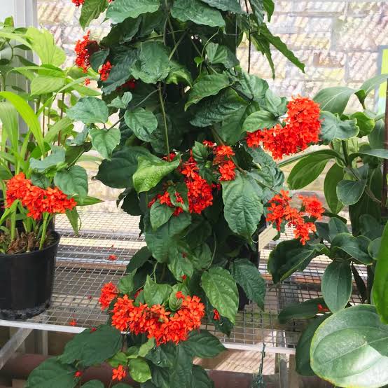 Flaming Glory Vine - Healthy Live Outdoor Plant | Ashiyana Store