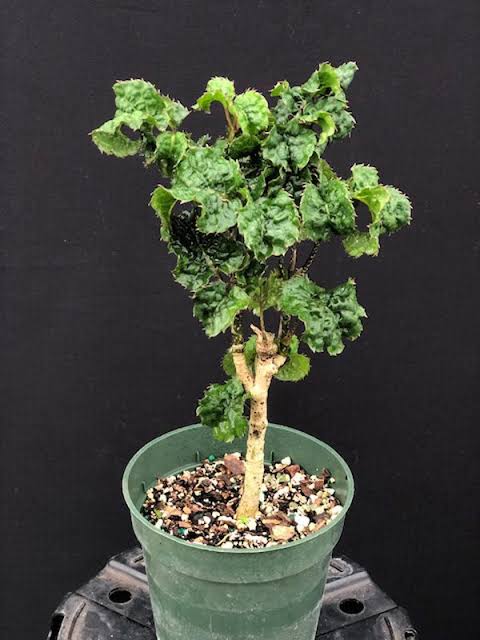Polyscias Guilfoylei Blackie (Black Aralia) Outdoor Plant