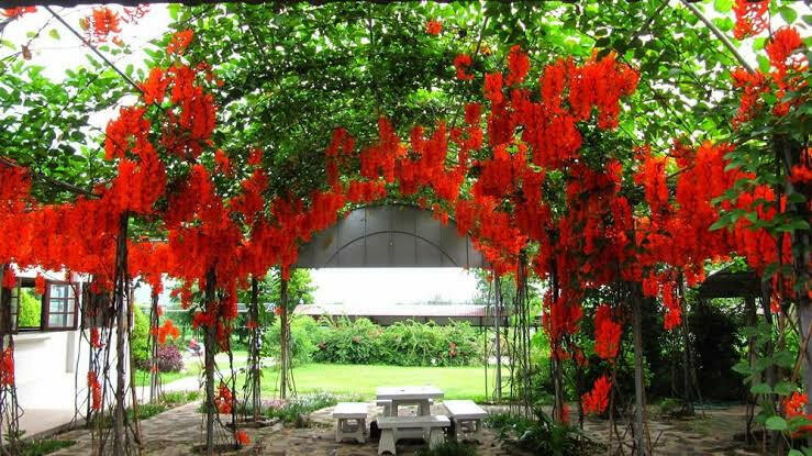 Ashiyana Rang-E-Laalima Vine with bright crimson-red claw-shaped flowers blooming on dark green foliage β rare exotic creeper for garden elegance.
