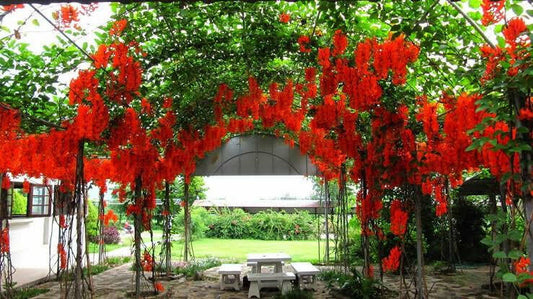 Ashiyana Rang-E-Laalima Vine with bright crimson-red claw-shaped flowers blooming on dark green foliage β rare exotic creeper for garden elegance.