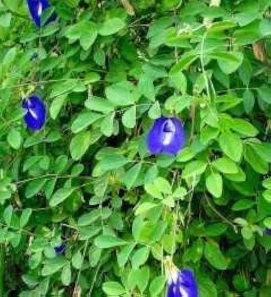 Aparajita Creeper (Clitoria Ternatea) – Live Blue Flowering Vine | Outdoor Climbing Plant for Garden