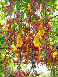 Thunbergia Mysorensis Creeper | Mysore Trumpet Vine | Hanging Flower Plant