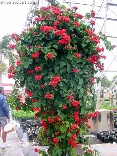 Flaming Glory Vine - Healthy Live Outdoor Plant | Ashiyana Store