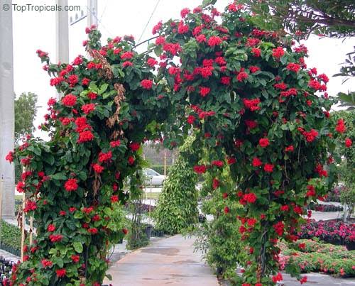 Flaming Glory Vine - Healthy Live Outdoor Plant | Ashiyana Store