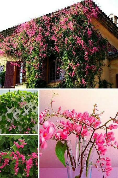 Mexican Coral Vine | Pink Flowering Climber for Walls | Antigonon leptopus