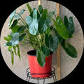Burl max Indoor plants