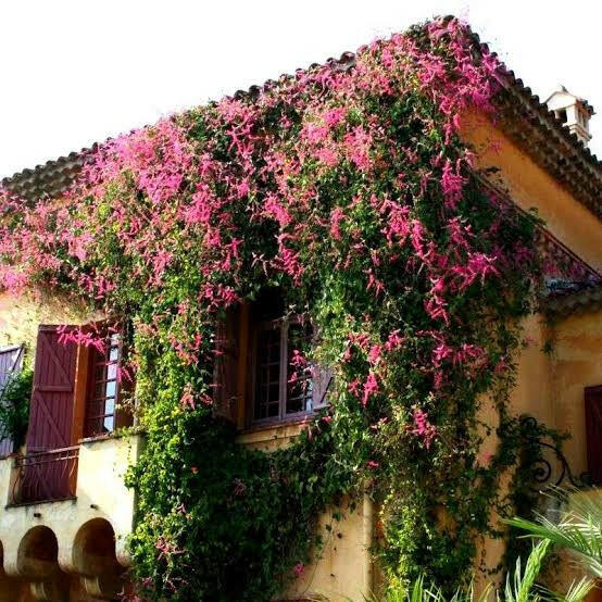 Ashiyana Rang-E-Yaadein Vine with soft pink blossoms and heart-shaped green leaves trailing along a garden fence – a romantic, bee-attracting flowering creeper.