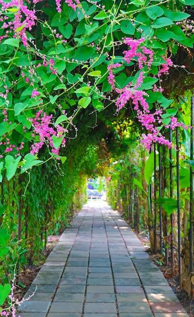 Mexican Coral Vine | Pink Flowering Climber for Walls | Antigonon leptopus