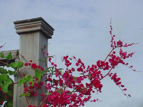 Mexican Coral Vine | Pink Flowering Climber for Walls | Antigonon leptopus