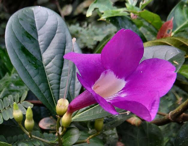 Glow Vine Creeper | Fast Growing Wall Climber Plant | Pyrostegia Venusta
