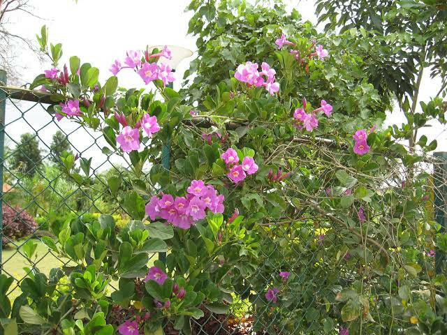 Glow Vine Creeper | Fast Growing Wall Climber Plant | Pyrostegia Venusta
