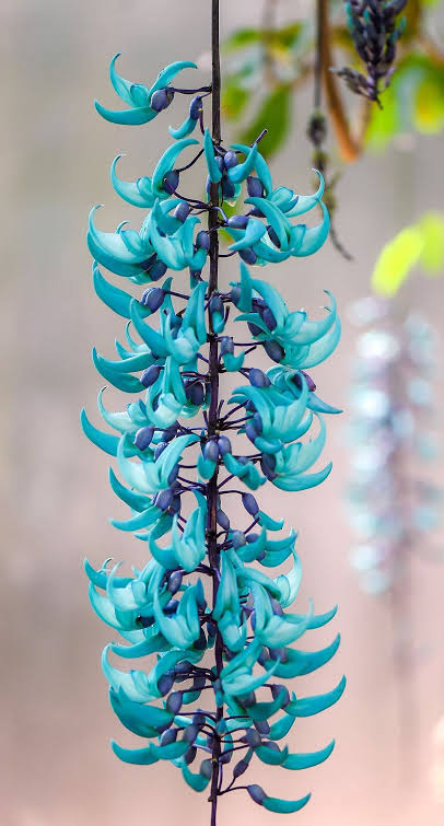 jade creeper plant Blue Jade Vine Plant – Rare Exotic Flowering Creeper