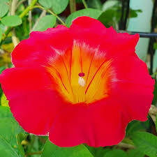 Ipomoea Candyking Vine | Rare Pink & White Morning Glory Climber