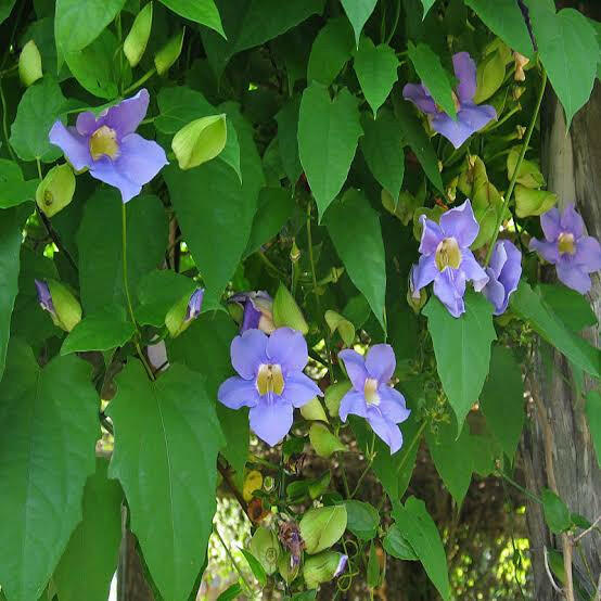 Thunbergia Grandiflora Vine | Blue Trumpet Creeper | Bengal Clock Vine