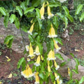 Aneomopegma Creeper | Yellow Bell Flower Vine for Garden Walls